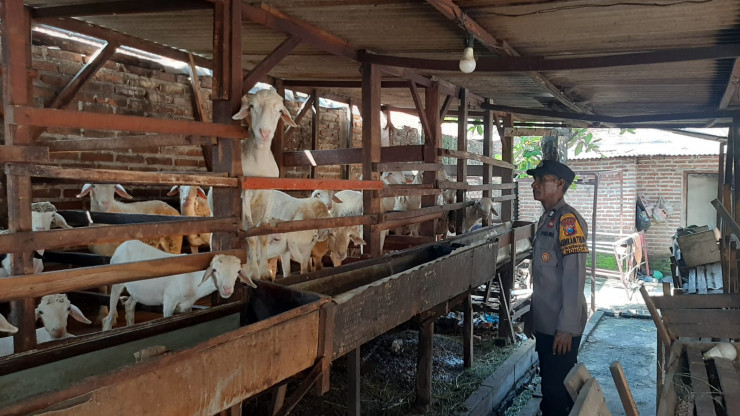 Jelang Idul Adha, Anggota Polsek Wonoayu Cek Kesehatan Hewan Ternak Warga Penggerak Ketahanan Pangan