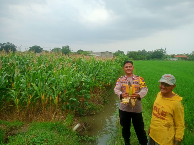 Pastikan Hasil Panen Jagung Optimal, Kanit Binmas Polsek Krembung Turun ke Lahan Pertanian
