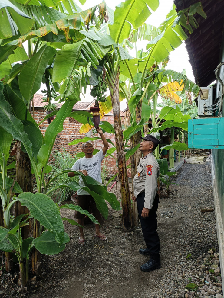 Warga Desa Wonocolo Ubah Lahan Kosong Jadi Kebun Pisang, Kapolsek Taman Beri Apresiasi