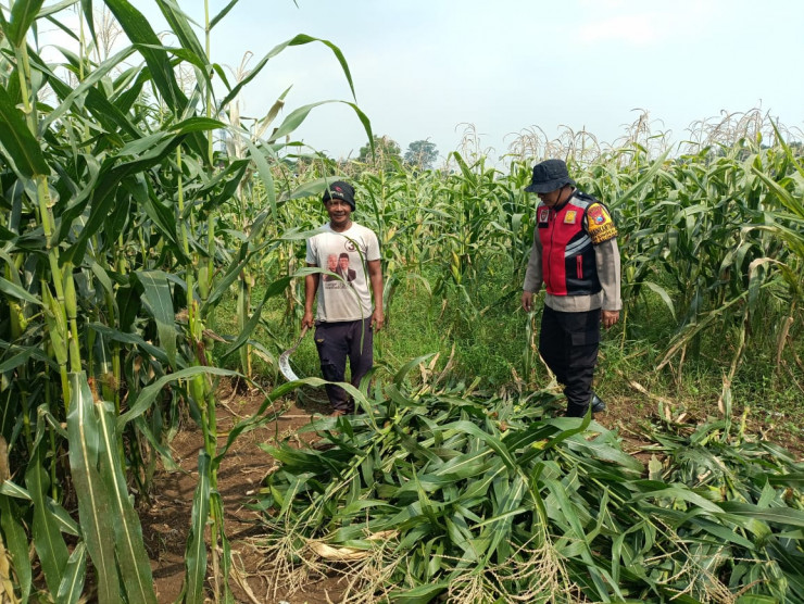 Polsek Balongbendo Dukung P2B Tanaman Jagung